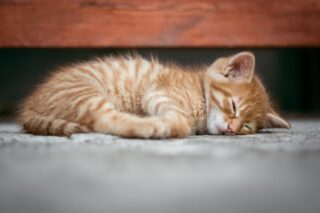 【睡眠の話】スヌーズは逆効果！？睡眠の質を高める起き方と昼寝の正解とは？